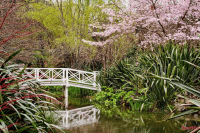 The White Bridge in the Woods of Lothlorien 